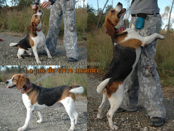 ZEMIR, beagle mâle, 4 ans (40) Zemirm11