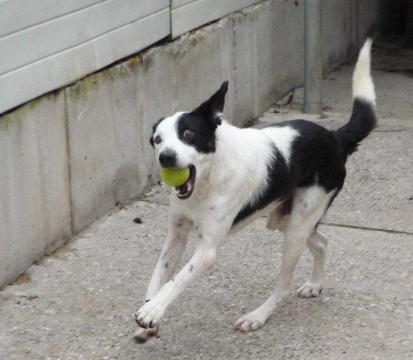 Tanguy, x Border mâle de 9 / 10 ans - SPA Saverne (67), De retour .... :( 39412