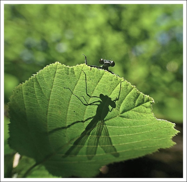 a l'ombre de la demoiselle Calopt10