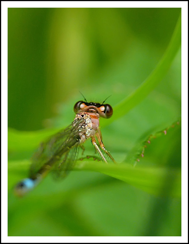agrion Guepe_12