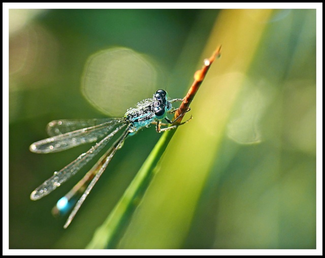 la rosée et l'agrion Rosae_14