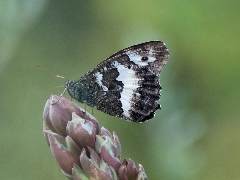 papillon noir et blanc dans le var Papill11