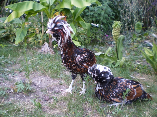 Jeunes padoues tollbunt (tricolore) 2009 P8040623