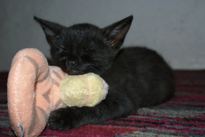 Reste un beau petit chaton mle noir adorable (64) ADOPTE Dsc01210