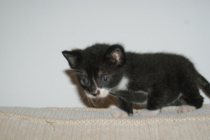 Quatre adorables petits chatons d'un mois environ  rserver ds maintenant (64) ADOPTES Dsc02014