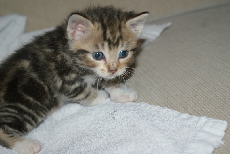 Quatre adorables petits chatons d'un mois environ  rserver ds maintenant (64) ADOPTES Dsc02018