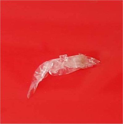 Est ce un bébé ? (photo) A211