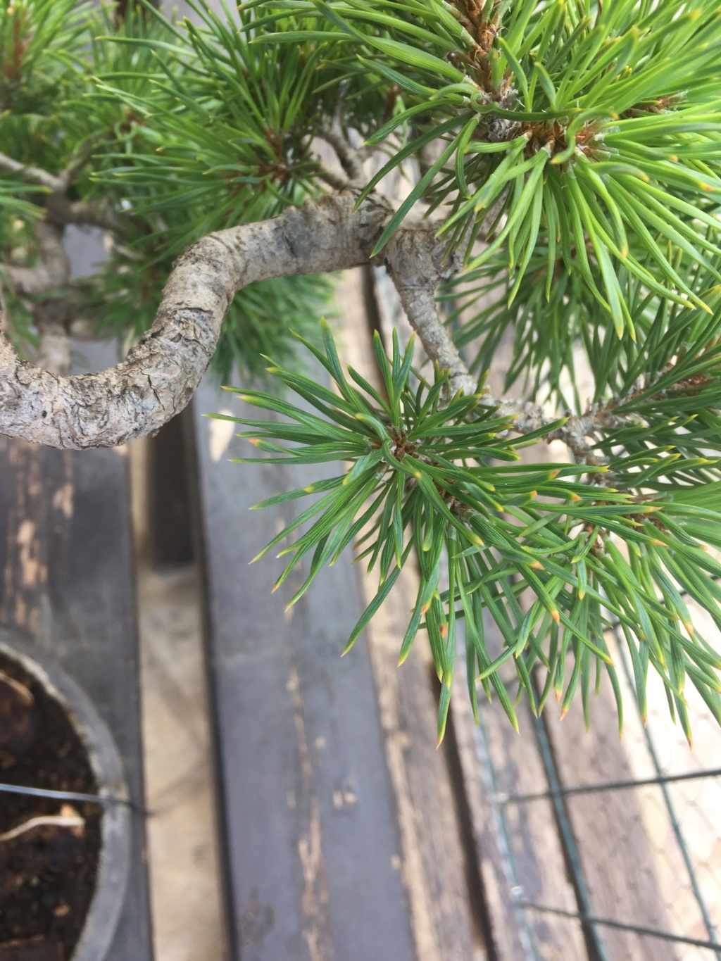 Yellow tips on Scots Pine Image10