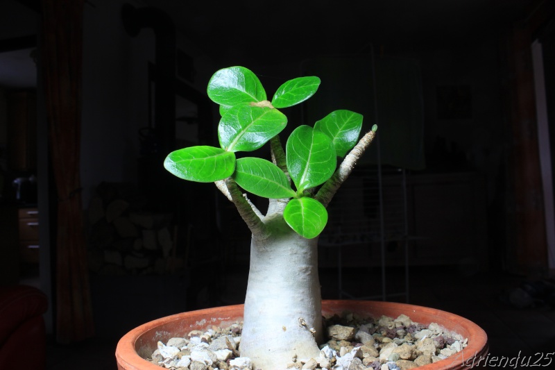 Adenium arabicum - Page 4 Img_4218