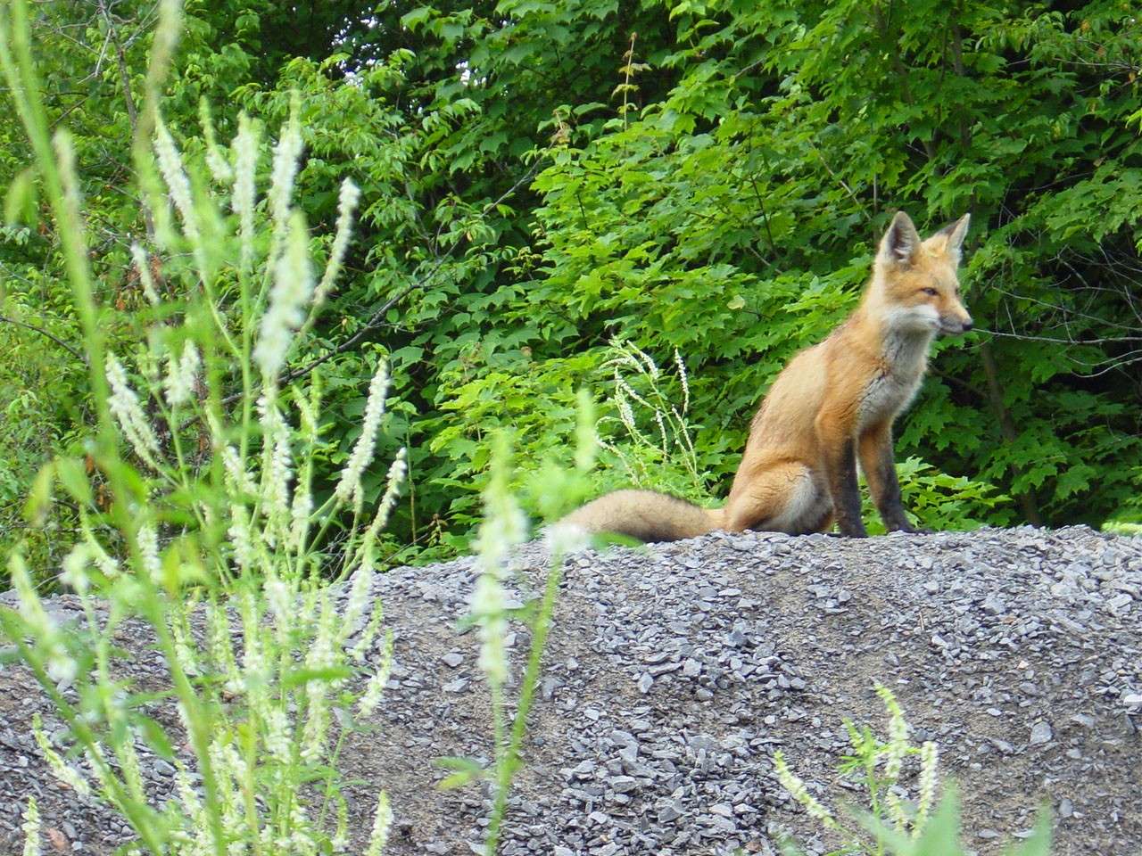 Renards Dsc01812