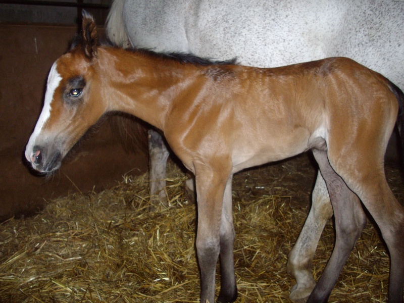 Valinor palija f welsh K par Farchynis Phoenix et balade Imgp1010