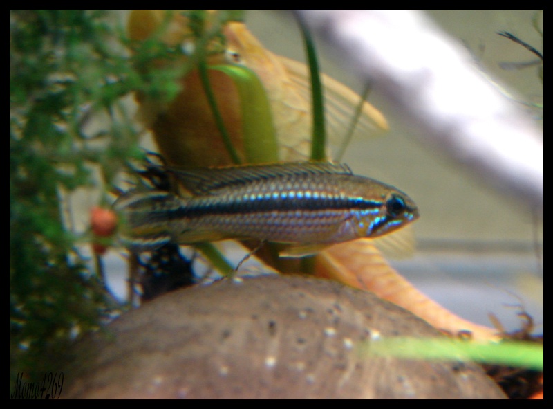 nouveaux locataires! Apisto11