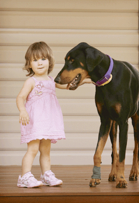 Coup de coeur-Une gentille famille a adopté ce magnifique doberman sans hésitation. 4 jours plus tard, ce qu’il a fait a complètement changé leur vie… 310