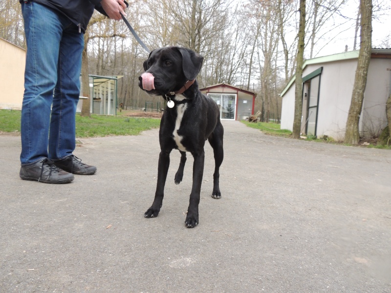 Adoption de PEDRO- Février 2016. Dimanc13