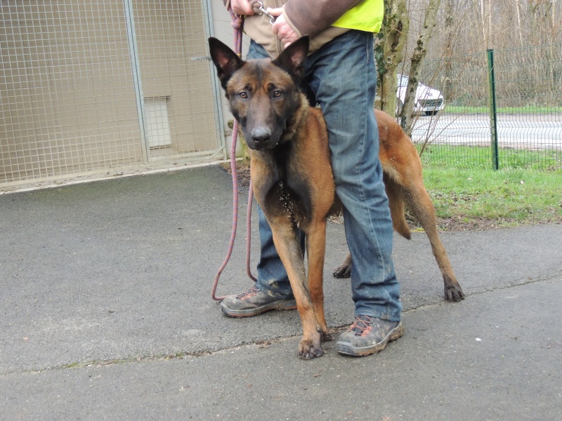 JUNIOR  le malinois Mercre32