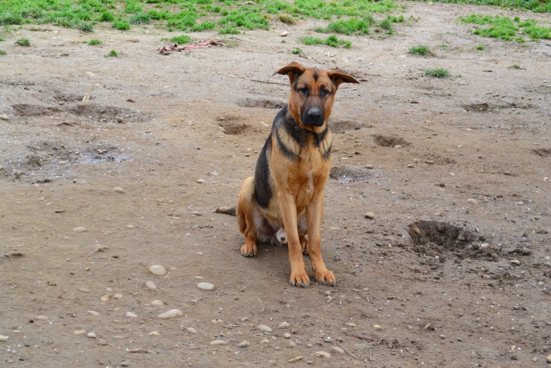 mou,berger allemand d un an et demi Fevrie10