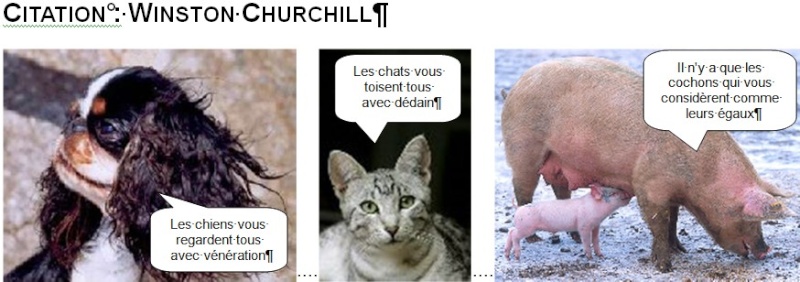 Les pensées du chat mau Dadain10