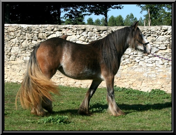 Dunnit Dolsey jument 3ans isabelle ou bai sabino Img_4613