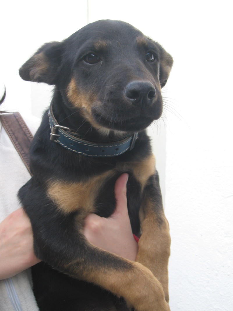 Cachorrito cruce de pastor alemán, sólo tiene 3 meses... 048_310