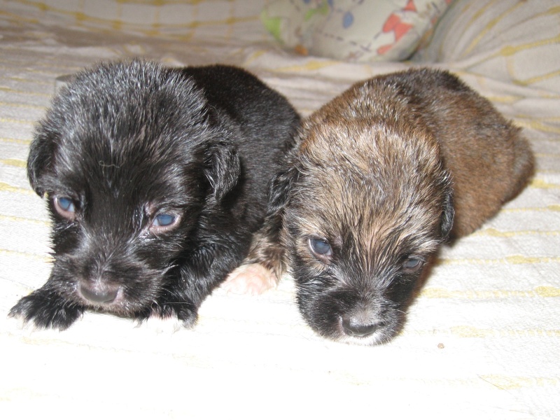 4 Cachorritos de 7 dias en adopcion 06610