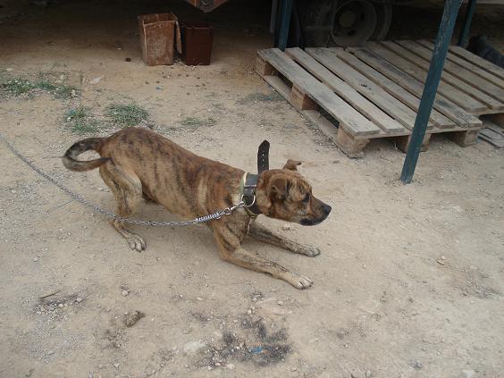 GABI precioso perro de 1,5 años cruce de pitt bull Gabi210