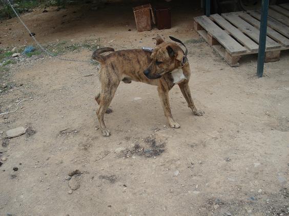 GABI precioso perro de 1,5 años cruce de pitt bull Gabi310