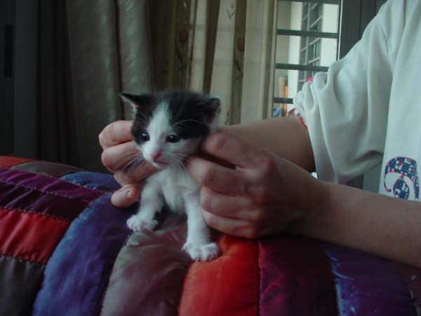 Camada de gatitos de un mes en adopcion preciosos! Gatito14