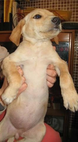 MISTICA, cachorrona preciosa de 2 meses tamaño mediano Mistik10