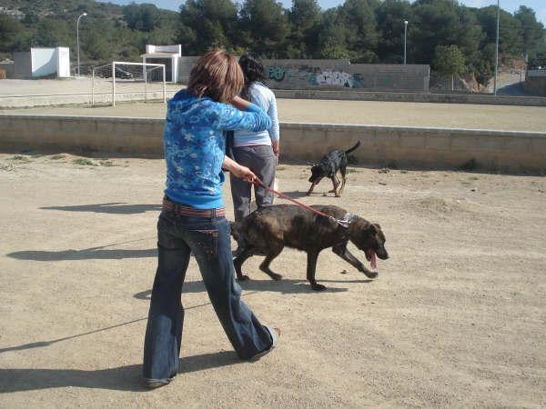Voluntarios de Cunican paseando perros! Volunt10
