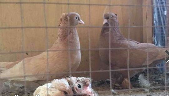 جوز عراقي منتج مع ولدهم للبيع 030