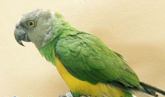 ببغاء سنغالي للبيع في جده 1010