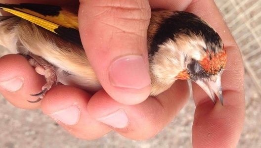 حراج الطيور للبيع أنثى حسون سوري في صحة سليمة في جدة  133