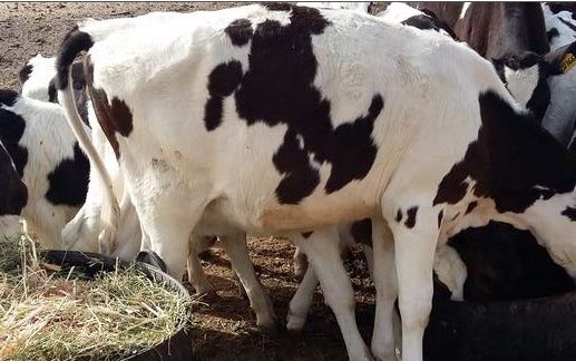 أبقار هولندية بيــــور للبيــــع  144
