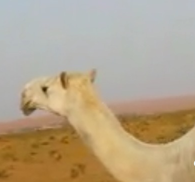 ابل للبيع عفر 2010