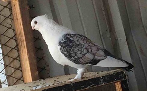 زوج حمام روماني للبيع 219