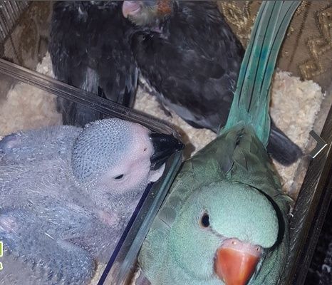 للبيع فرخ كاسكو أفريقي حجم سوبر جامبو 224