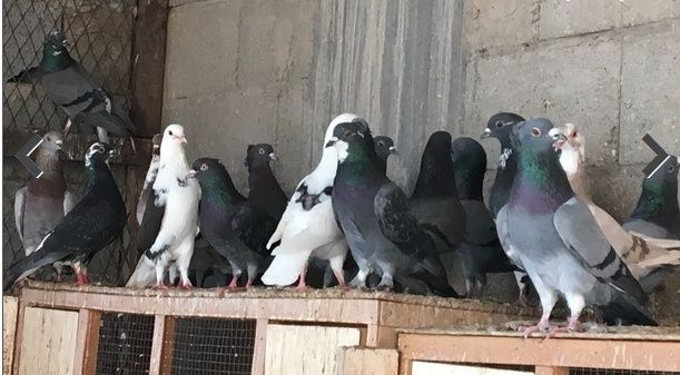 مجموعة حمام مهاجين ومنوعات فيهم قلابي وقطمي 226