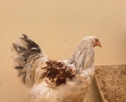  دجاج براهما الماني وكولومبي سوبر جامبو للبيع  310