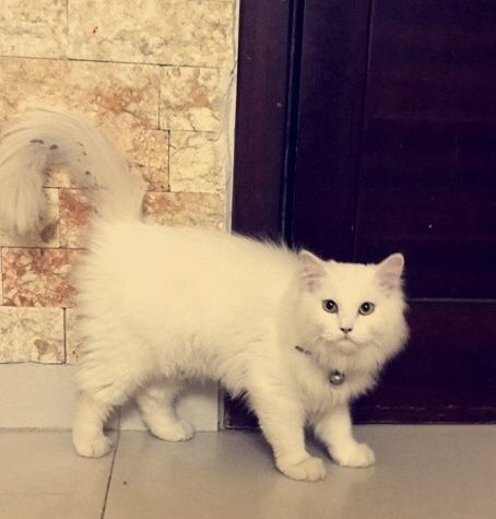 قط جميل جدا للبيع حراج 9910