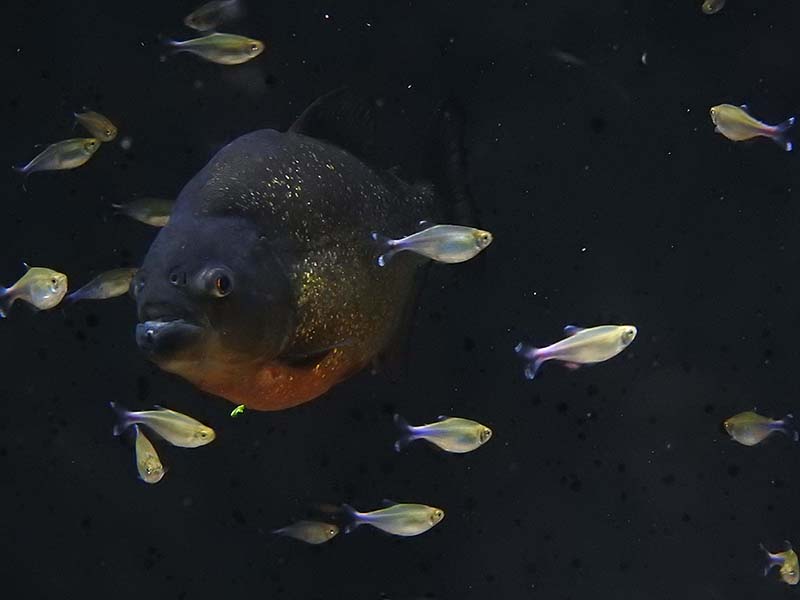 Fin du petit tour au Biodôme 00511