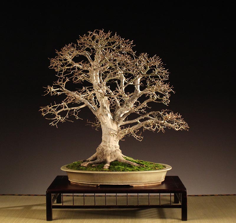 American Bonsai at the NC Arboretum 2016-011