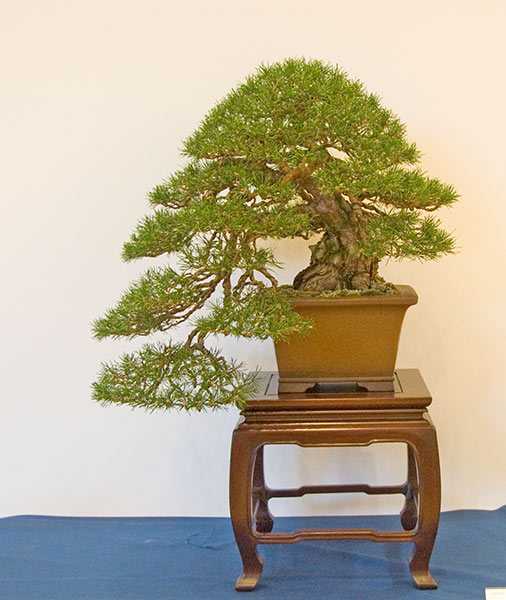 Bonsai in Switzerland Dsc_7913