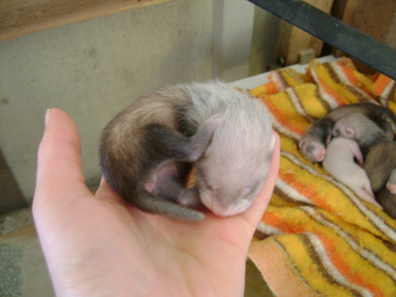 ma portée de furet 2008 25_fut11