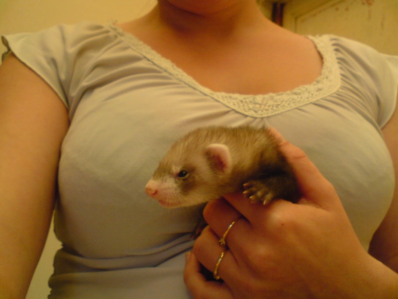 ma portée de furet 2008 49_a_110