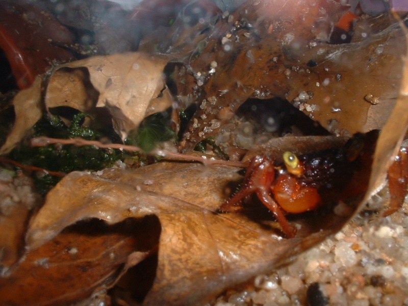 mes geosesarma notophorum sont arriv Dscf0192