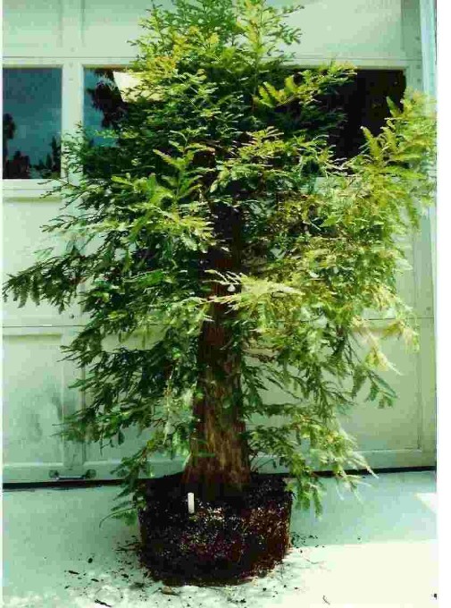 Twin Trunk Bald Cypress - Page 2 Bc98be10