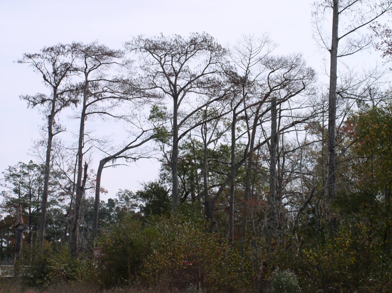 Twin Trunk Bald Cypress P1010010