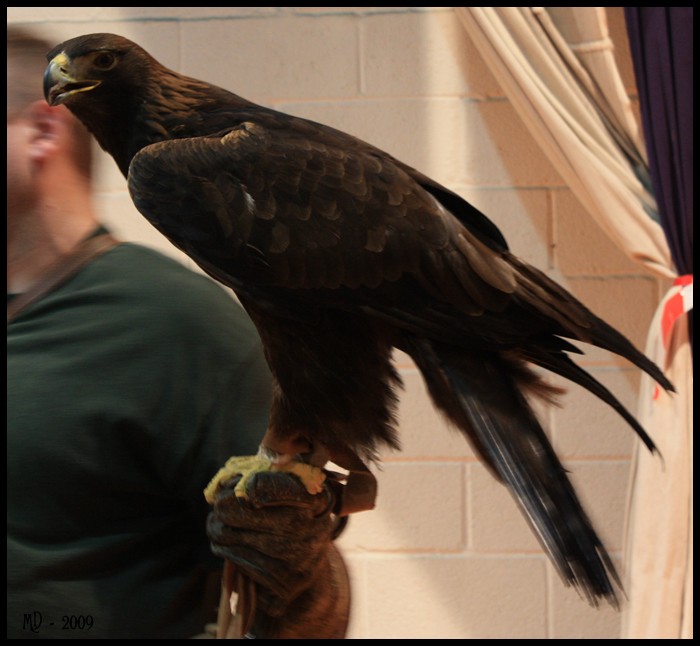 [photos] Animalia à Liège (mars 2009) Rapace13