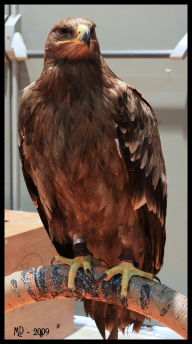 [photos] Animalia à Liège (mars 2009) Rapace14