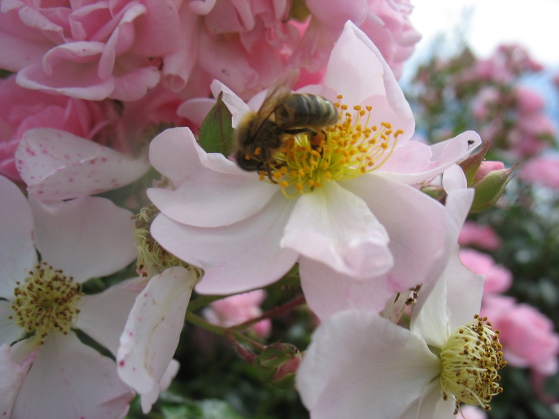 [Apis mellifera] Les abeilles 10_aoa16